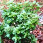 Dwarf Greek Basil - 250 Seeds, NON-GMO, Heirloom