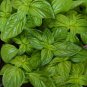 Genovese Basil - 250 Seeds, NON-GMO, Heirloom