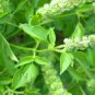 Lemon Basil - 250 Seeds, NON-GMO, Heirloom
