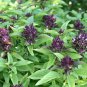 Licorice Basil - 250 Seeds, NON-GMO, Heirloom