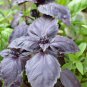 Red Rubin Basil - 250 Seeds, NON-GMO, Heirloom