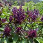 Siam Queen Basil - 250 Seeds, NON-GMO, Heirloom