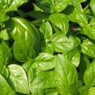 Sweet Globe Basil - 250 Seeds, NON-GMO, Heirloom