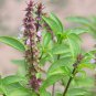 Thai Basil - 250 Seeds, NON-GMO, Heirloom