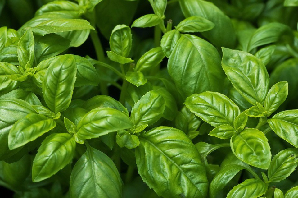 Sweet Basil Seeds, NON-GMO, Common Basil, Easy Grow Herb - 250 Seeds
