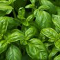 Sweet Basil Seeds, NON-GMO, Common Basil, Easy Grow Herb - 250 Seeds
