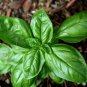 Sweet Basil Seeds, NON-GMO, Common Basil, Easy Grow Herb - 250 Seeds