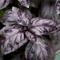 Dark Opal Basil Seeds, NON-GMO, Purple Basil - 250 Seeds