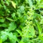 Green Leaf Holy Basil Seeds, NON-GMO, Rama Tulsi, Ayurveda - 250 Seeds
