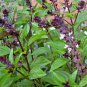 Cinnamon Basil Seeds, Ocuum basilicum, NON-GMO - 250 Seeds