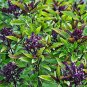 Siam Queen Thai Basil Seeds, NON-GMO, Clove Scent & Flavor, Best Thai - 250 Seeds