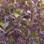 Red Leaf Holy Basil Seeds, NON-GMO, Tulsi, Monk's Basil, Ayurveda - 250 Seeds