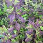 Red Leaf Holy Basil Seeds, NON-GMO, Tulsi, Monk's Basil, Ayurveda - 250 Seeds
