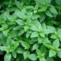 Spicy Globe Basil, Dwarf Basil Bush, NON-GMO, Heirloom - 250 Seeds