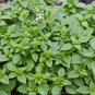Spicy Globe Basil, Dwarf Basil Bush, NON-GMO, Heirloom - 250 Seeds