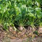 Sugar Beet Seeds, 60 Seeds, NON-GMO, Fodder Beet, Remolacha, Betterave