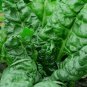 Perpetual Spinach Swiss Chard Seeds, 35 Seeds, NON-GMO, Salad Greens