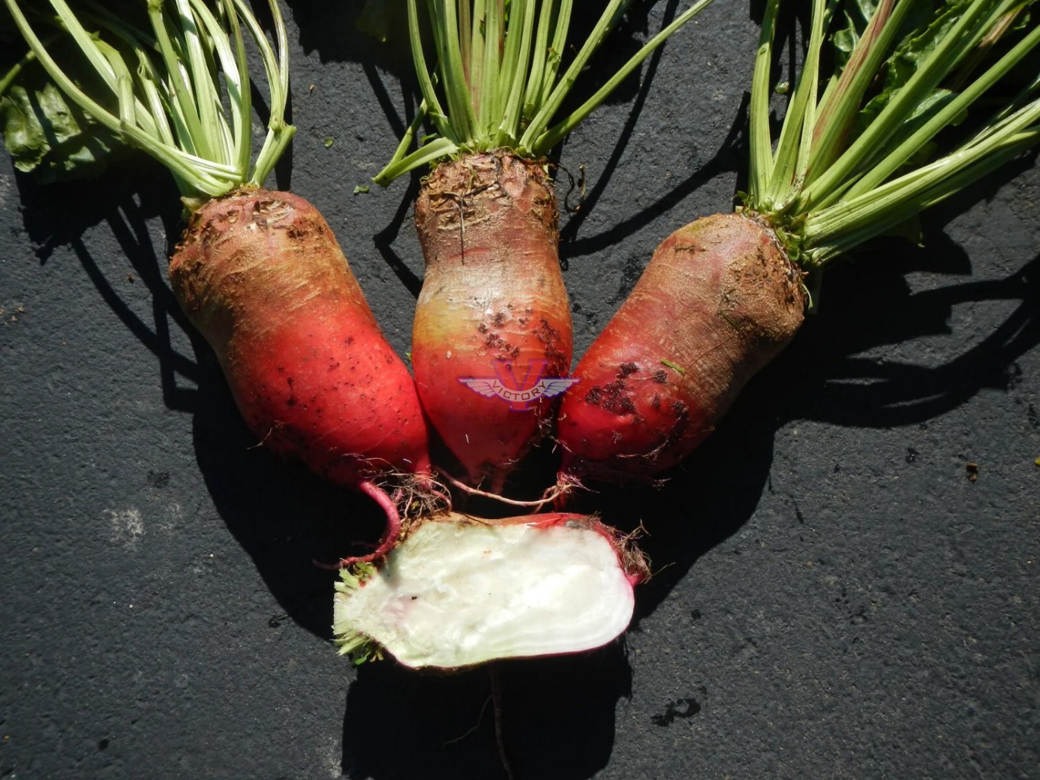 Red Mammoth Fodder Beet Seeds, 75 Seeds, NON-GMO, Mammoth Mangold, Heirloom