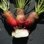 Red Mammoth Fodder Beet Seeds, 75 Seeds, NON-GMO, Mammoth Mangold, Heirloom
