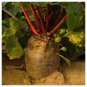 Red Mammoth Fodder Beet Seeds, 75 Seeds, NON-GMO, Mammoth Mangold, Heirloom