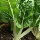 Fordhook Giant Swiss Chard Seeds, 35 Seeds, NON-GMO, Salad Greens, Heirloom
