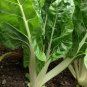 Fordhook Giant Swiss Chard Seeds, 35 Seeds, NON-GMO, Salad Greens, Heirloom