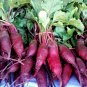 Cylindra Beet 35 Seeds, NON-GMO, Formanova, Butter Slicer