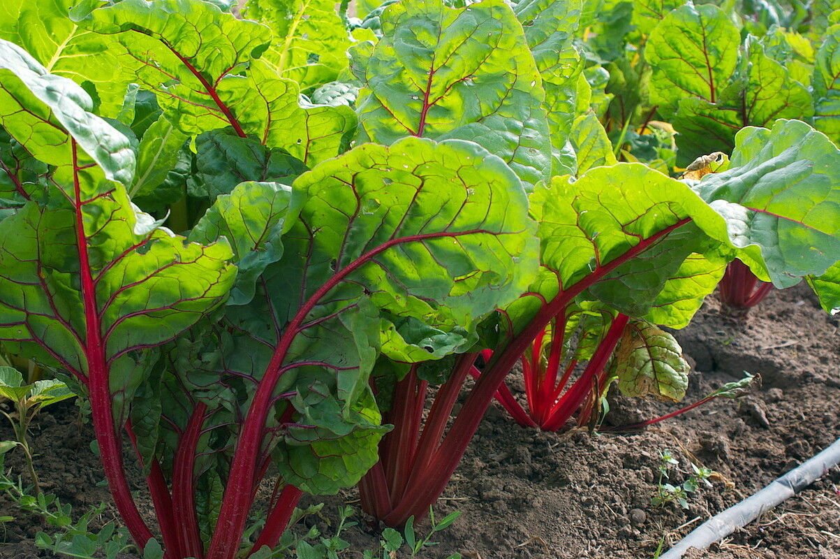 Ruby Red Swiss Chard 35 Seeds, NON-GMO, Salad Greens, Colorful Heirloom