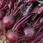 Bull's Blood Beet 75 Seeds, Deep Burgundy Greens, NON-GMO, Heirloom