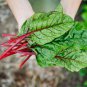 Rhubarb Swiss Chard 35 Seeds, Bright Red, NON-GMO, Heirloom