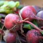 Early Wonder Beet 75 Seeds, Tall Top, Beetroot, NON-GMO