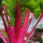 Magenta Swiss Chard 35 Seeds, NON-GMO, Colorful Salad