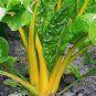 Canary Yellow Swiss Chard 35 Seeds, NON-GMO, Colorful Salad