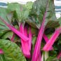 Pink Lipstick Swiss Chard 35 Seeds, NON-GMO, Colorful Salad