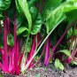 Flamingo Swiss Chard 35 Seeds, NON-GMO, Colorful Salad