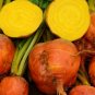 Golden Detroit 35 seeds, Beet Seeds, NON-GMO