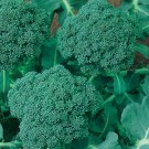 Calabrese Broccoli 250 Seeds, NON-GMO, Cruciferous