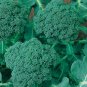 Calabrese Broccoli 250 Seeds, NON-GMO, Cruciferous