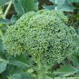 Broccoli De Cicco 250 Seeds, Cruciferous, NON-GMO