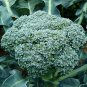 Waltham 29 Broccoli 25 Seeds, NON-GMO, Easy to Grow, High Yields