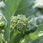 Broccoli Raab 300 Seeds, Early Spring Rapini, Rabe, NON-GMO
