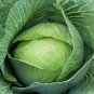 Golden Acre Cabbage 250 Seeds, NON-GMO