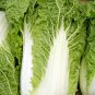 Michihili, Chinese Cabbage 300 Seeds, NON-GMO