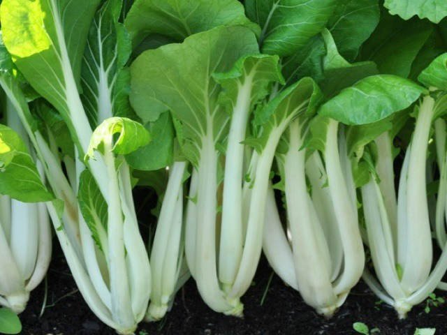 Pak Choi White Stem Chinese Cabbage 250 Seeds, NON-GMO