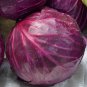 Red Acre Cabbage 250 Seeds, Coleslaw, NON-GMO
