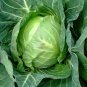 Copenhagen Market Early Cabbage 250 Seeds, NON-GMO