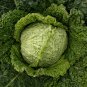 Savoy Perfection Cabbage 250 Seeds, NON-GMO, Drumhead, Easy Grow Heirloom