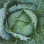 Late Flat Dutch Cabbage 250 Seeds, Cabbage Wraps, NON-GMO, Heirloom