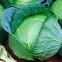 Danish Ballhead Cabbage 250 Seeds, Sauerkraut, Amager, NON-GMO