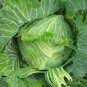 Brunswick Cabbage 250 Seeds, NON-GMO, Drumhead, Sauerkraut